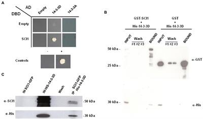 Stigma/Style Cell-Cycle Inhibitor 1, a Regulator of Cell Proliferation, Interacts With a Specific 14-3-3 Protein and Is Degraded During Cell Division